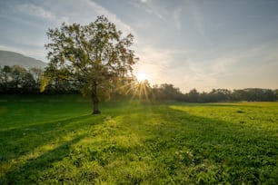 a tree in a grassy field with the sun shining behind it