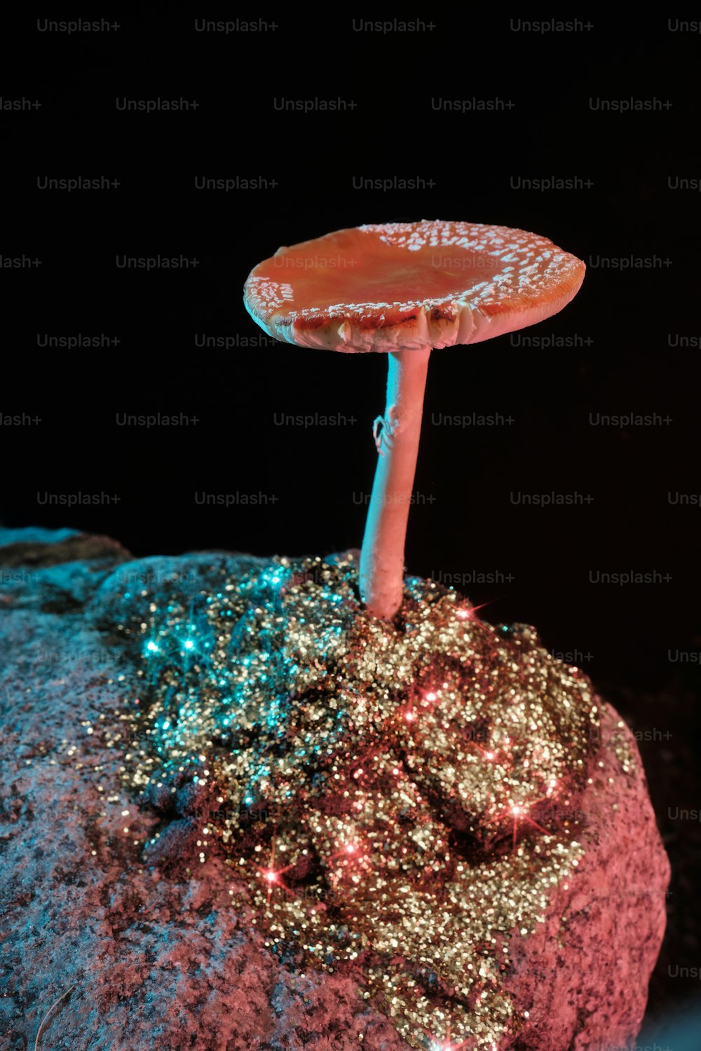 a small mushroom sitting on top of a rock