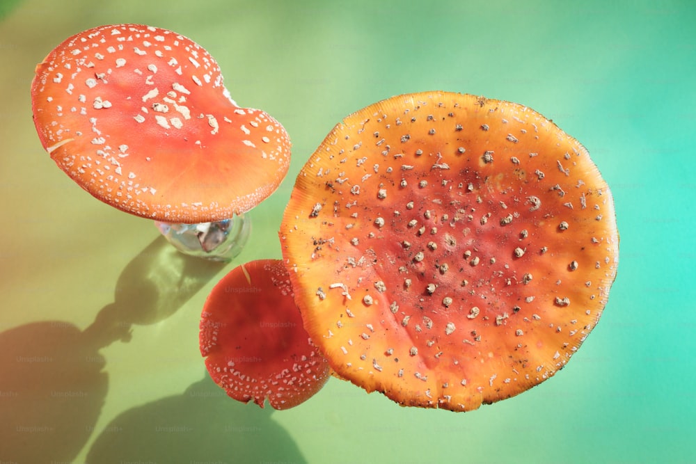 ein paar orangefarbene Pilze sitzen auf einem Tisch