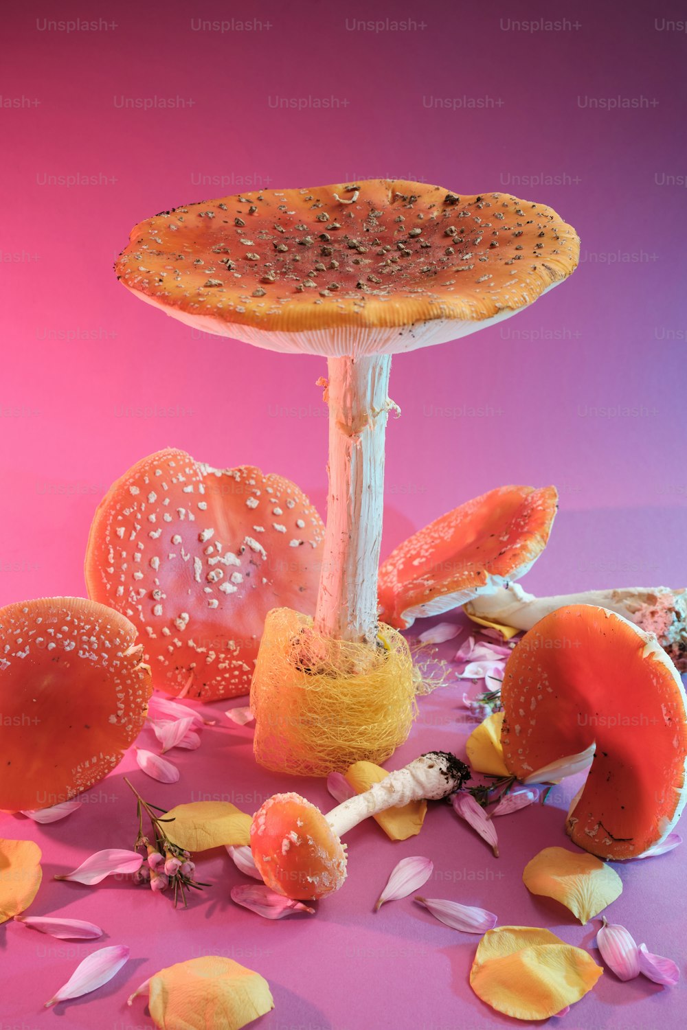 um grupo de cogumelos que estão em uma mesa