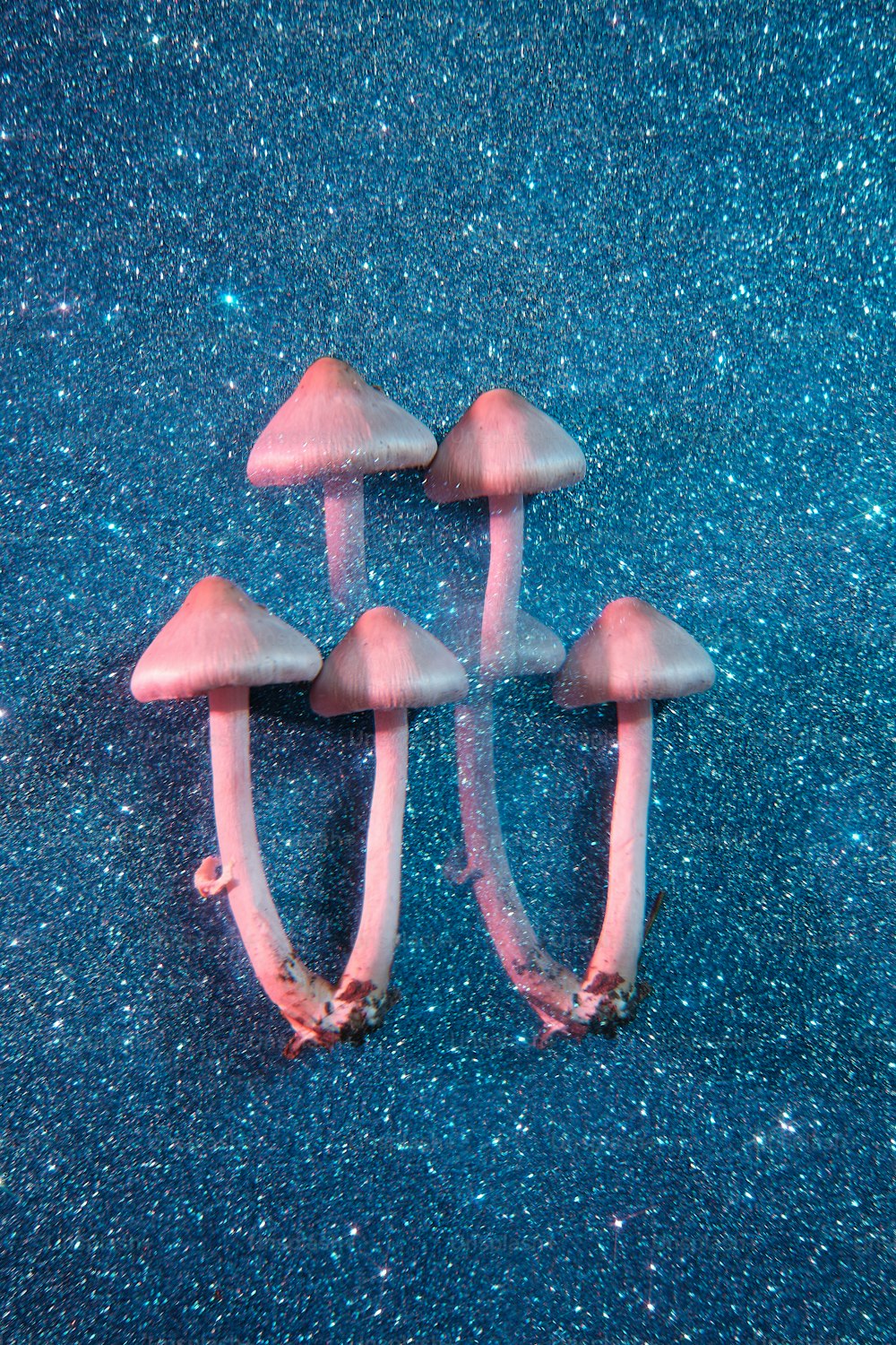 Eine Gruppe rosa Pilze, die auf einer blauen Oberfläche sitzen