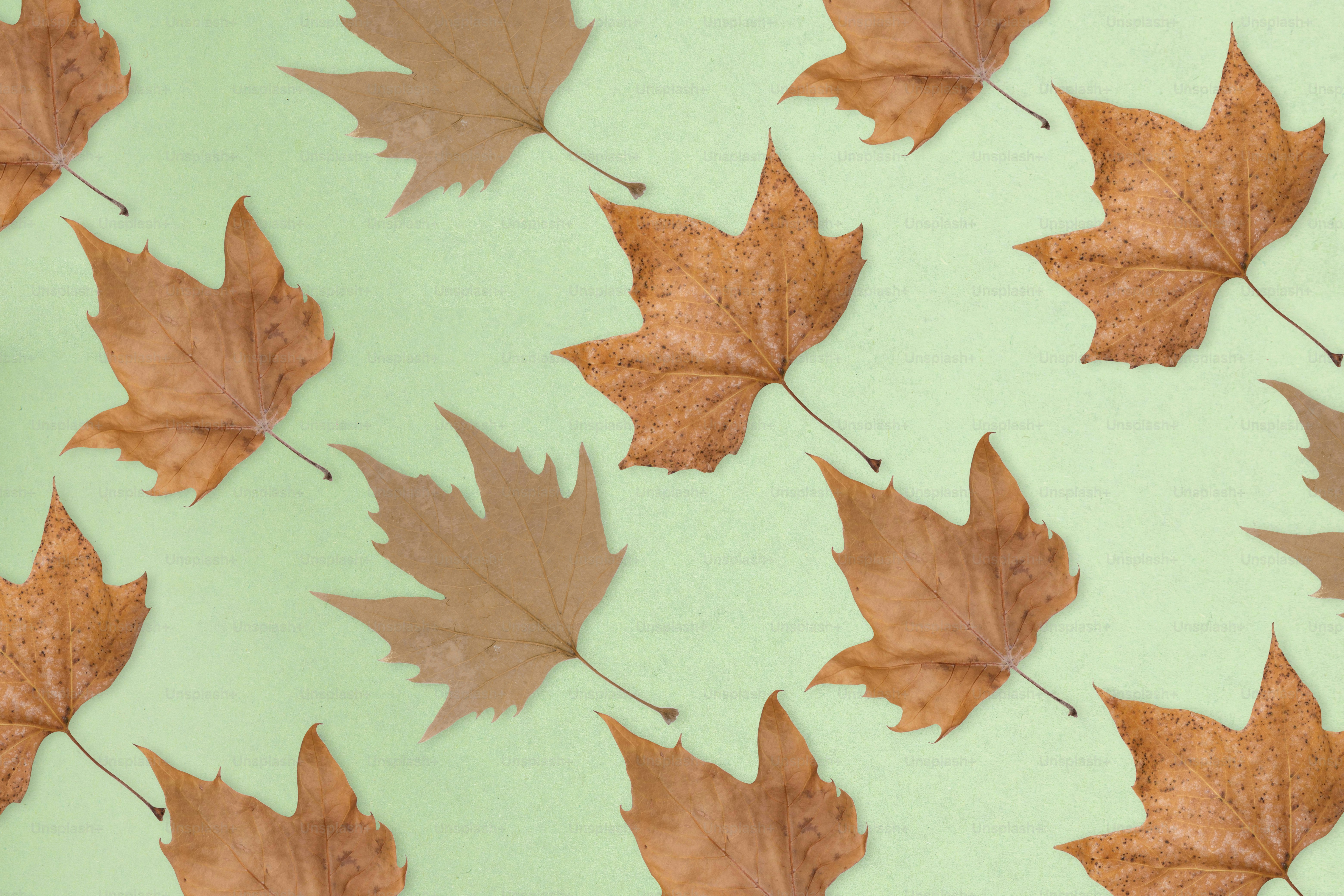 a group of brown leaves floating on top of a green surface