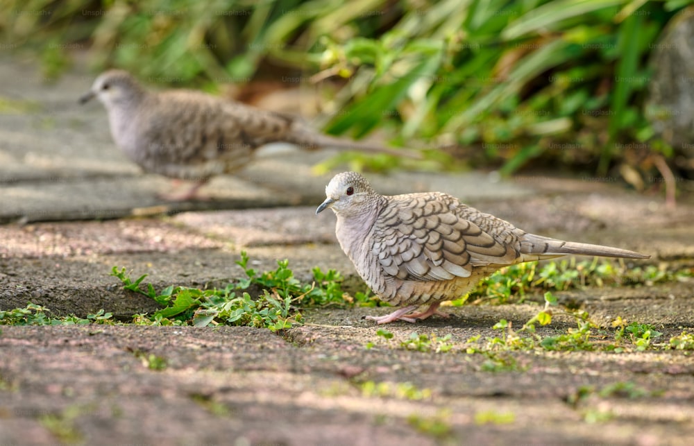 um casal de pássaros em pé em cima de uma calçada