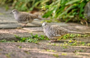 a couple of birds standing on top of a sidewalk