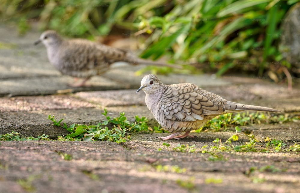 a couple of birds standing on top of a sidewalk