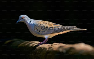 a white and gray bird standing on a log