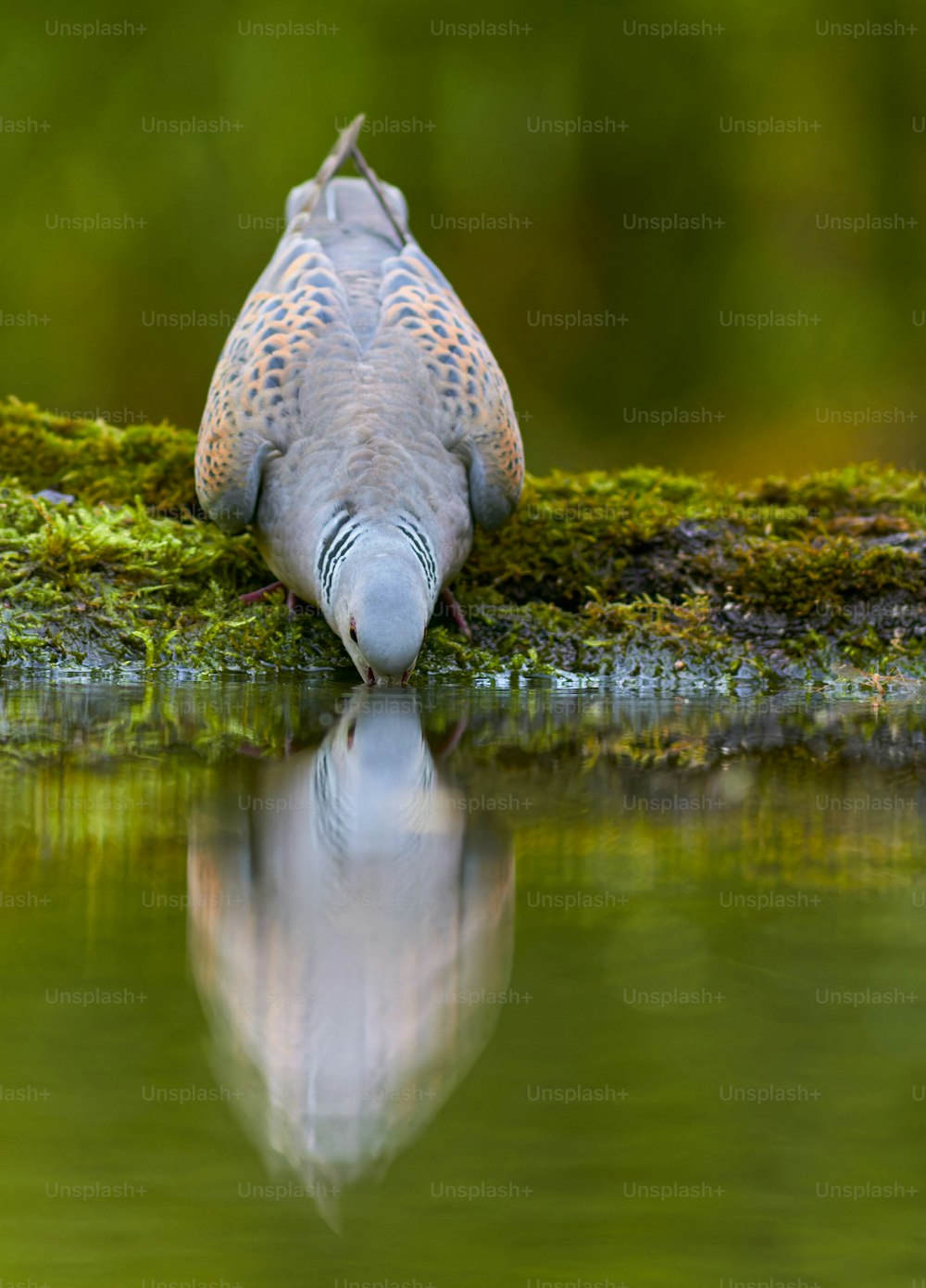 Un uccello è seduto su un tronco coperto di muschio