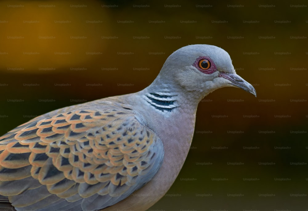 a close up of a bird with a blurry background