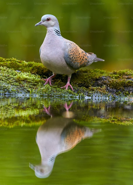 Hunter shooting at a flock of doves over Argentine fields in Cordoba province