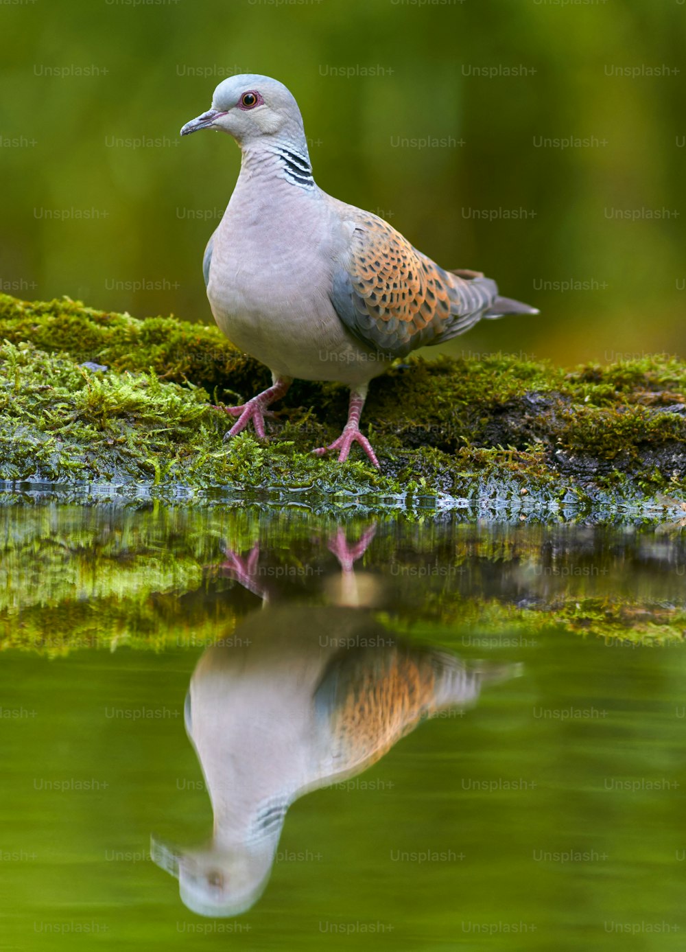 a bird is standing on a moss covered log
