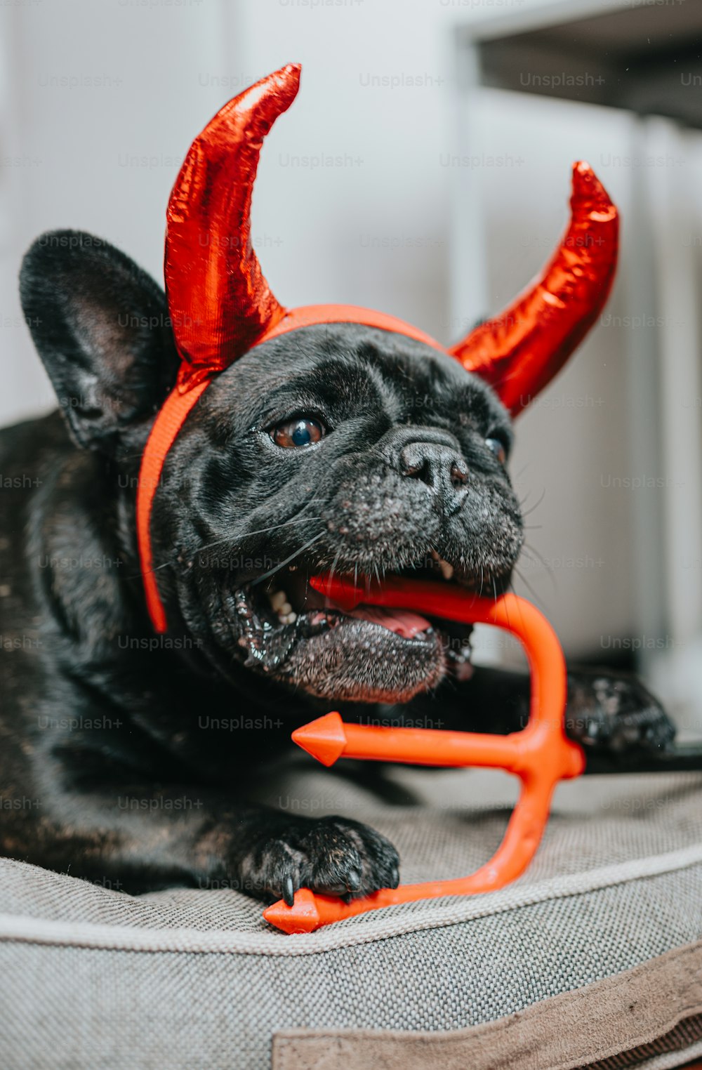 a black dog with horns and a red balloon in its mouth