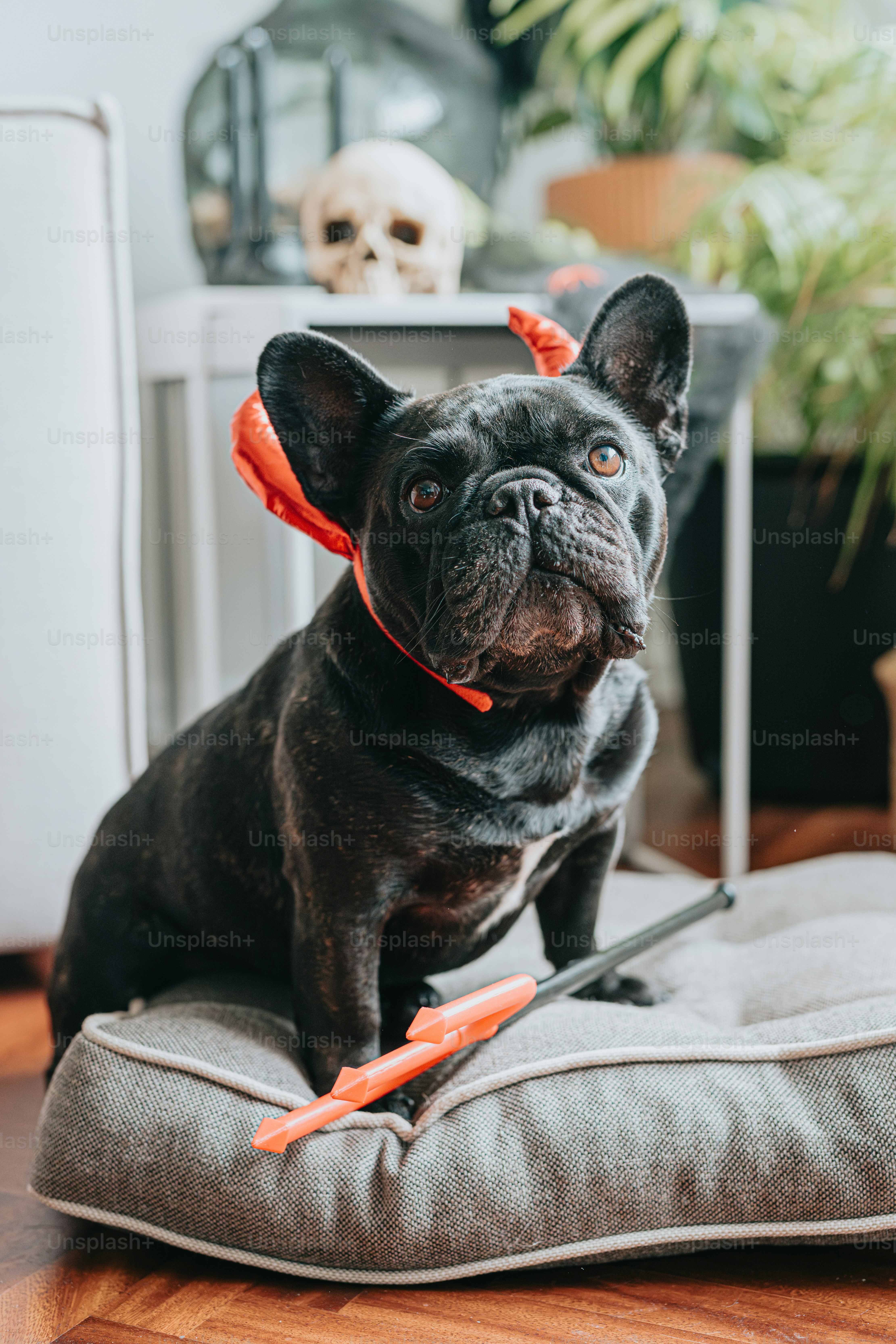 a black dog sitting on top of a pillow