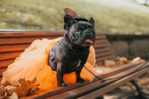 Un perro negro con un vestido amarillo sentado en un banco