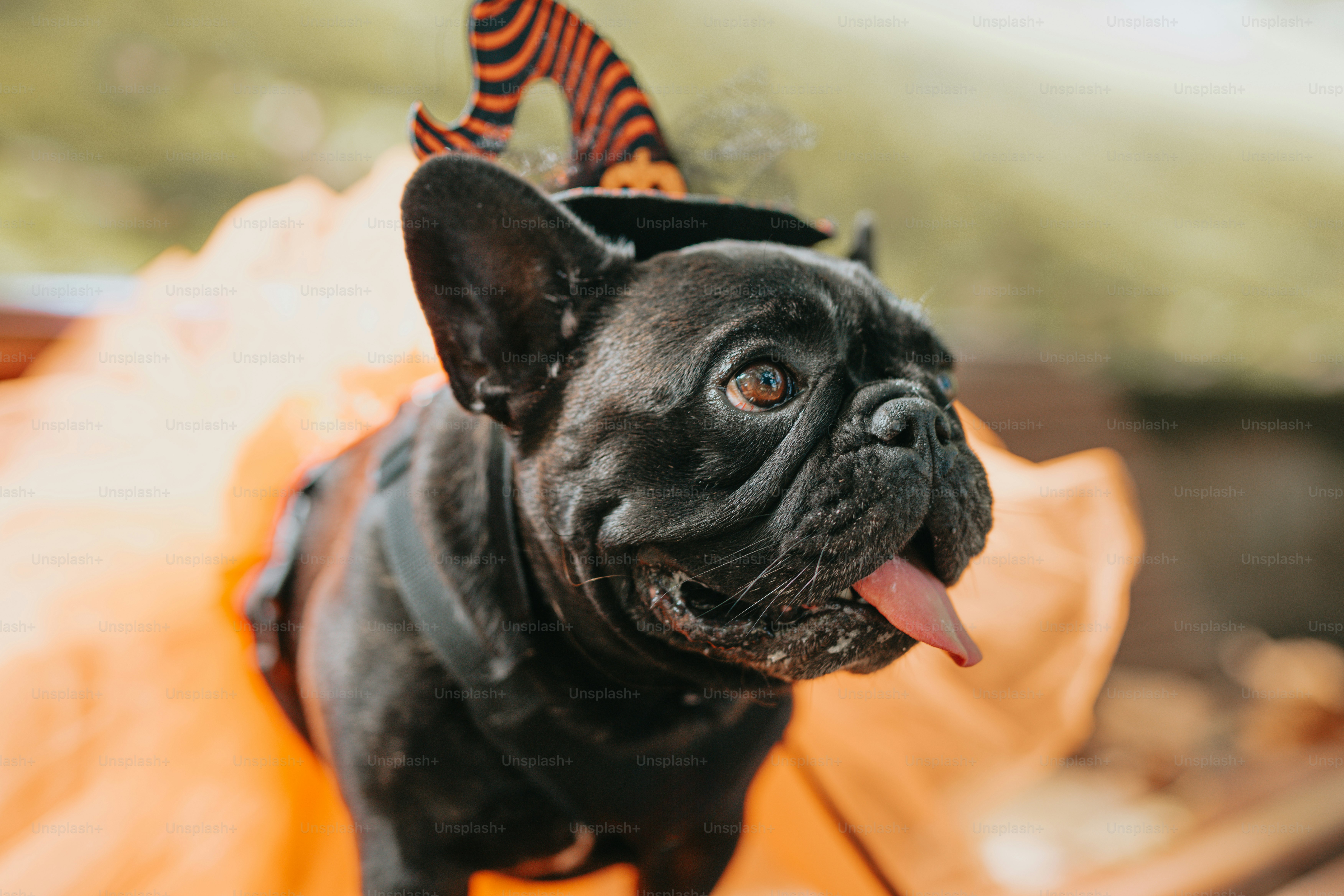 a small black dog wearing a costume and a hat