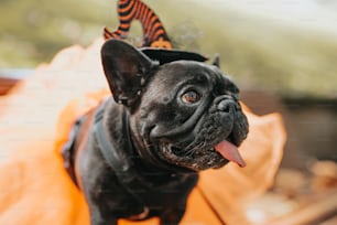 Ein kleiner schwarzer Hund, der ein Kostüm und einen Hut trägt