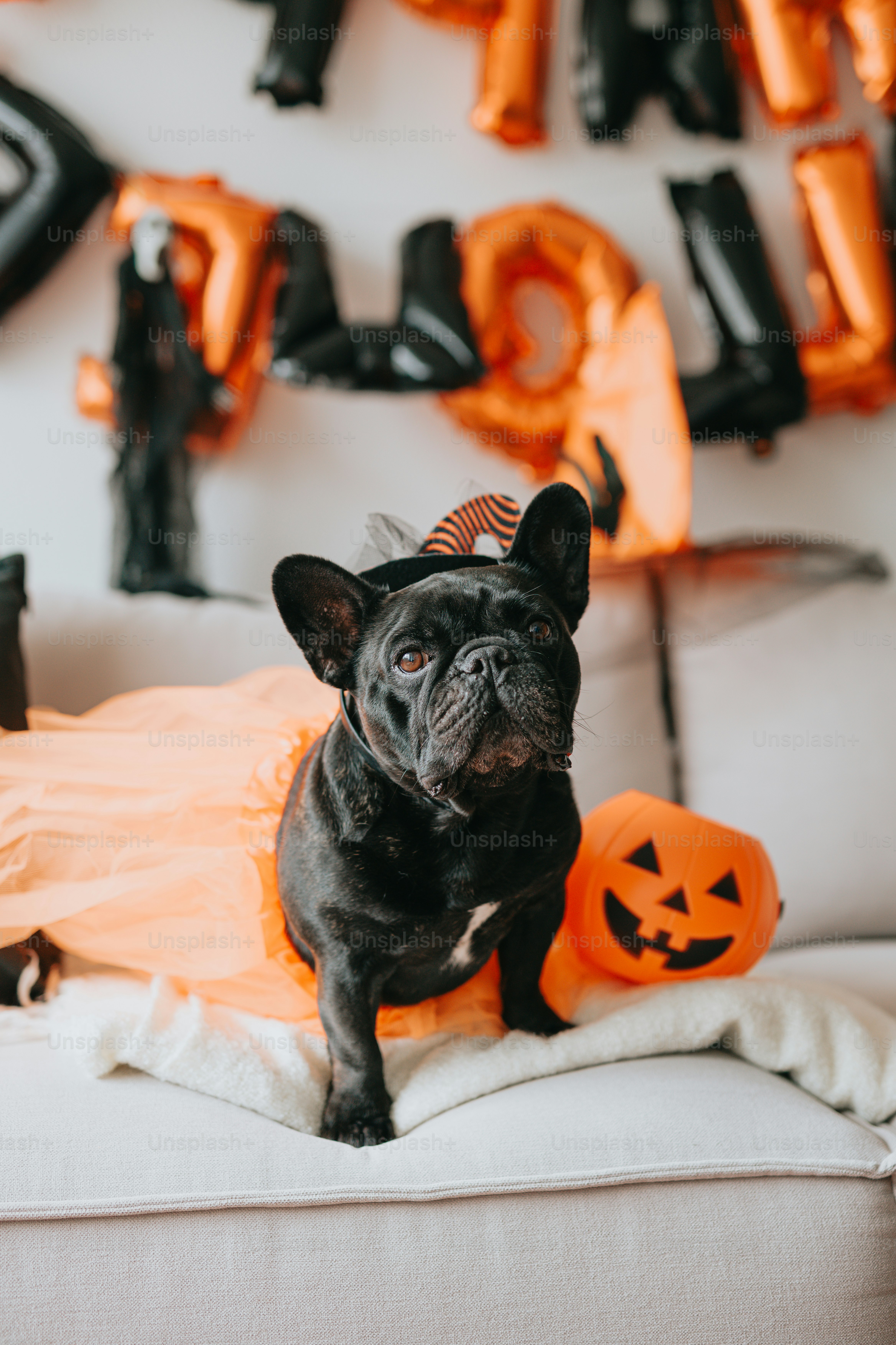 a black dog sitting on top of a white couch