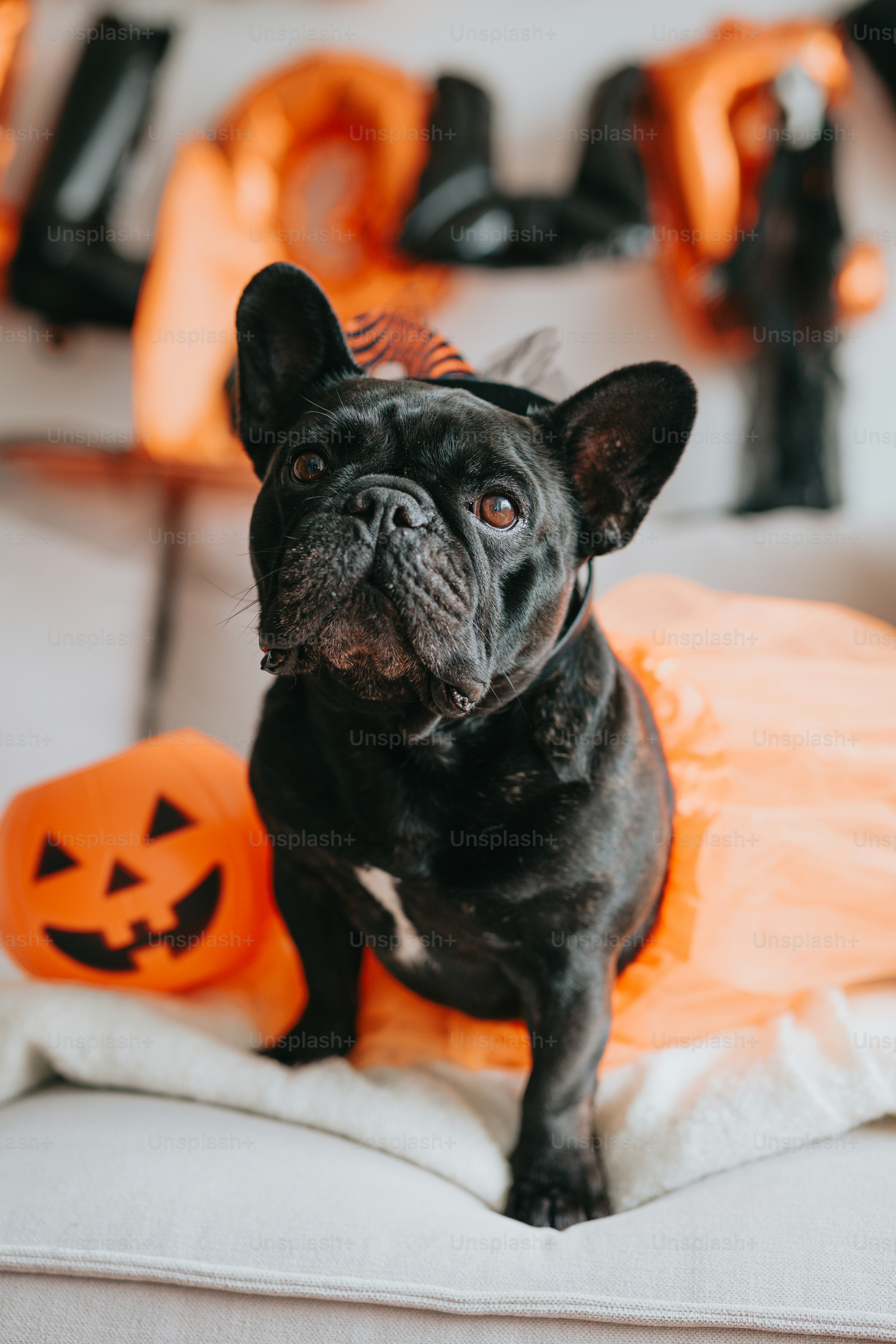 a small black dog sitting on a white couch