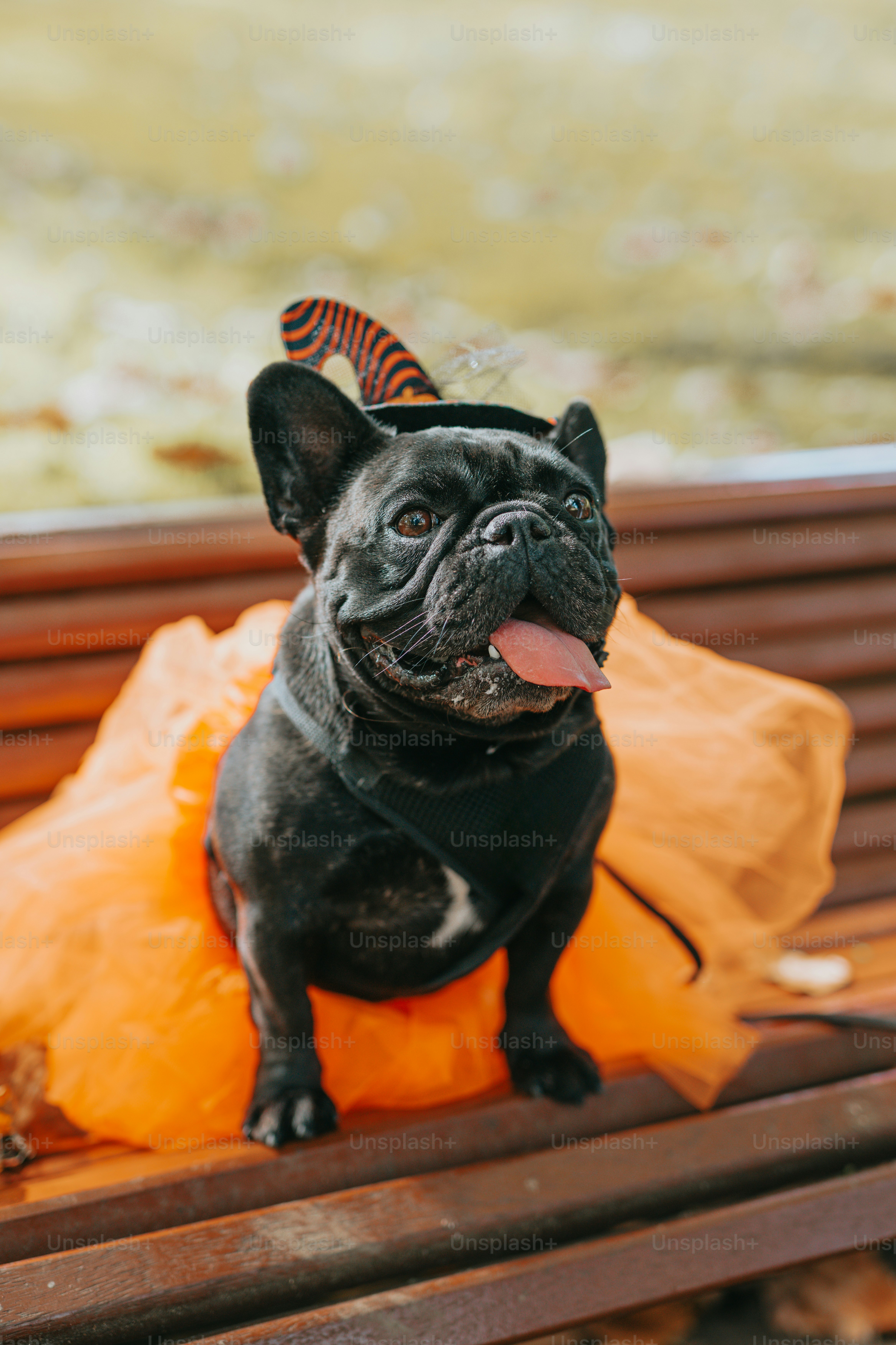 a small black dog wearing a tutu sitting on a bench