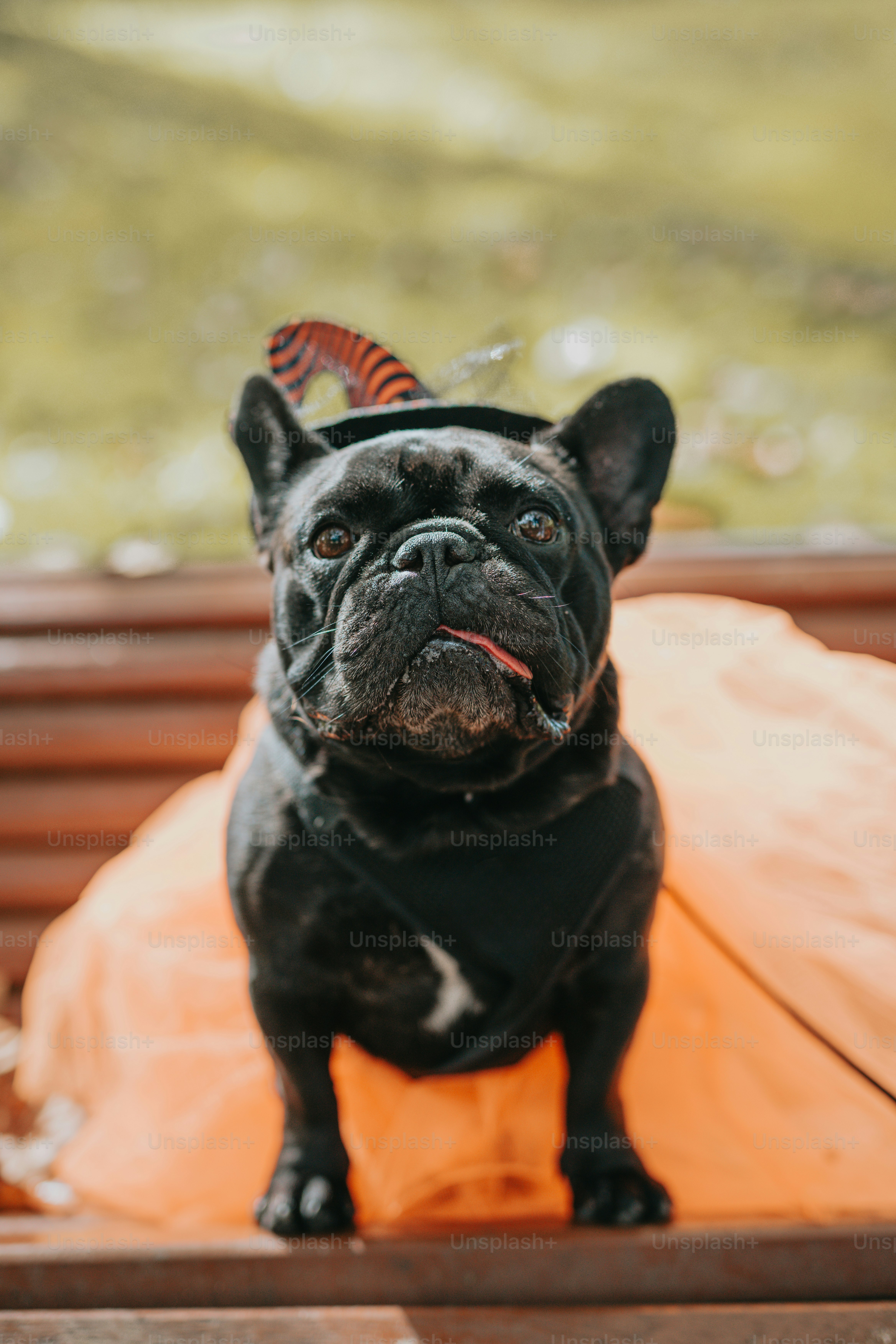 a black dog sitting on top of a wooden bench