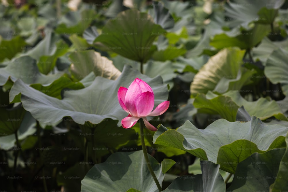 a pink flower is in the middle of a field of green leaves