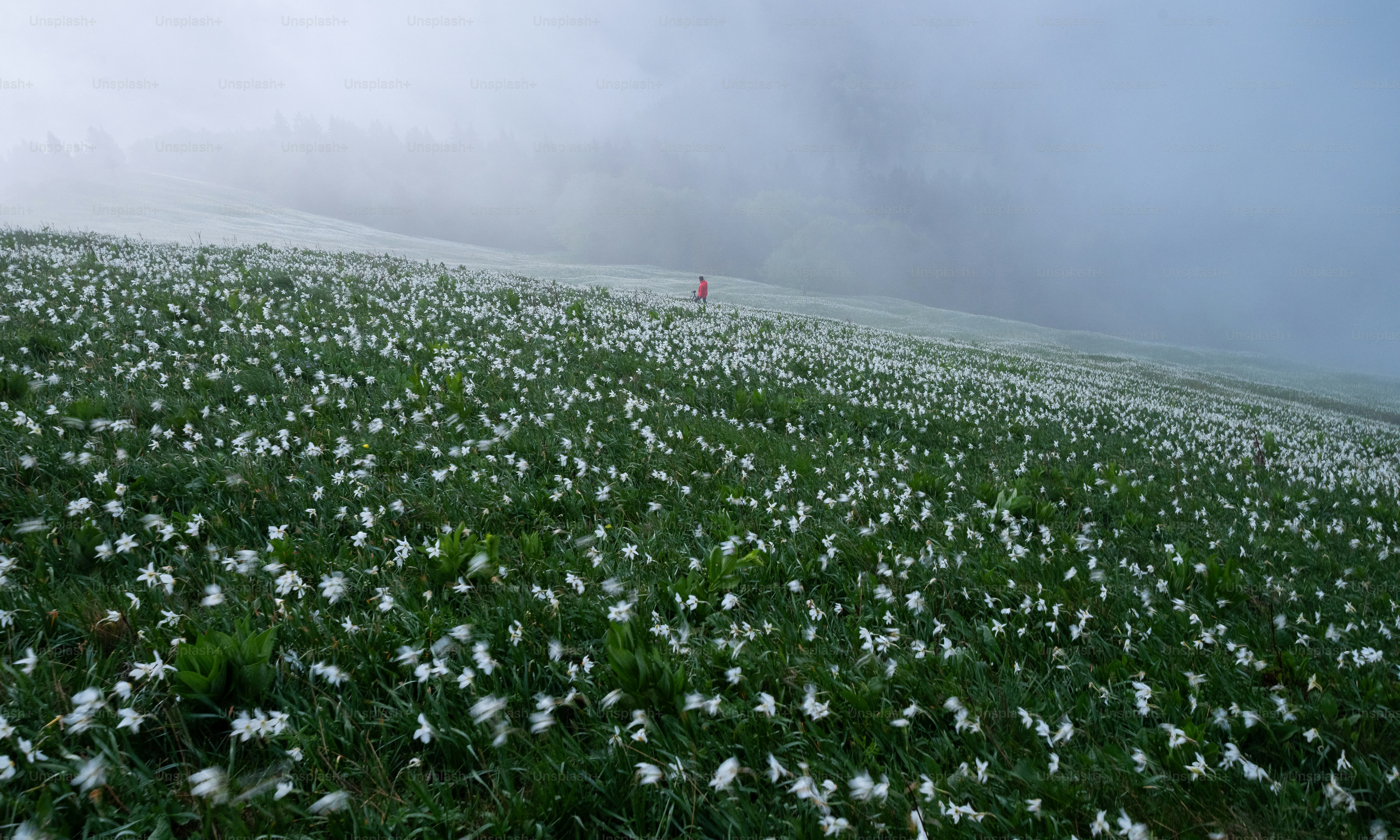 Una persona parada en medio de un campo de flores