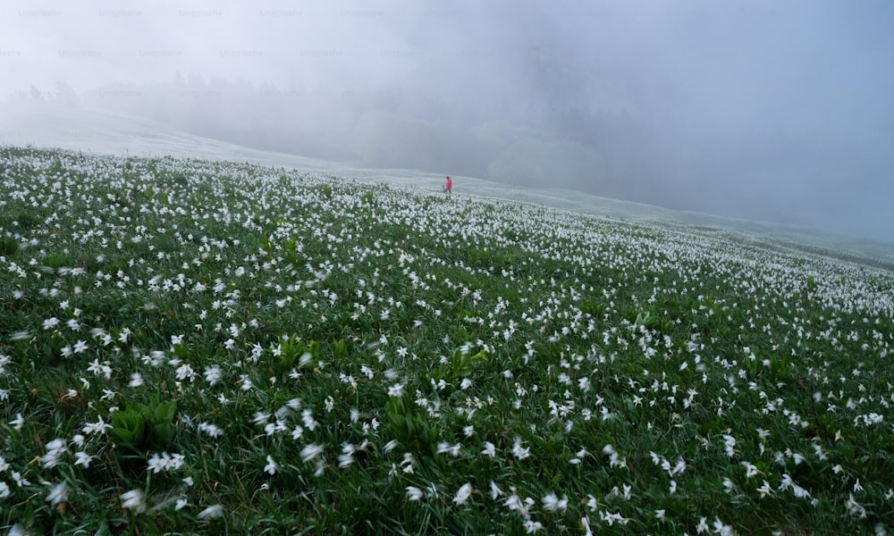uma pessoa em pé no meio de um campo de flores