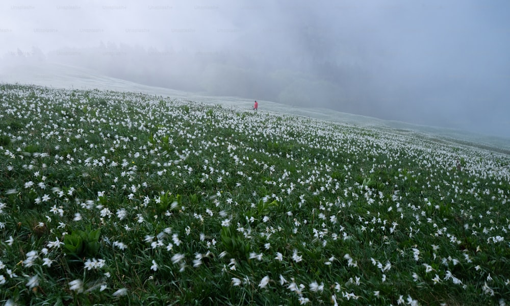 una persona in piedi nel mezzo di un campo di fiori