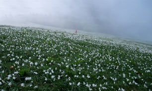 a person standing in the middle of a field of flowers