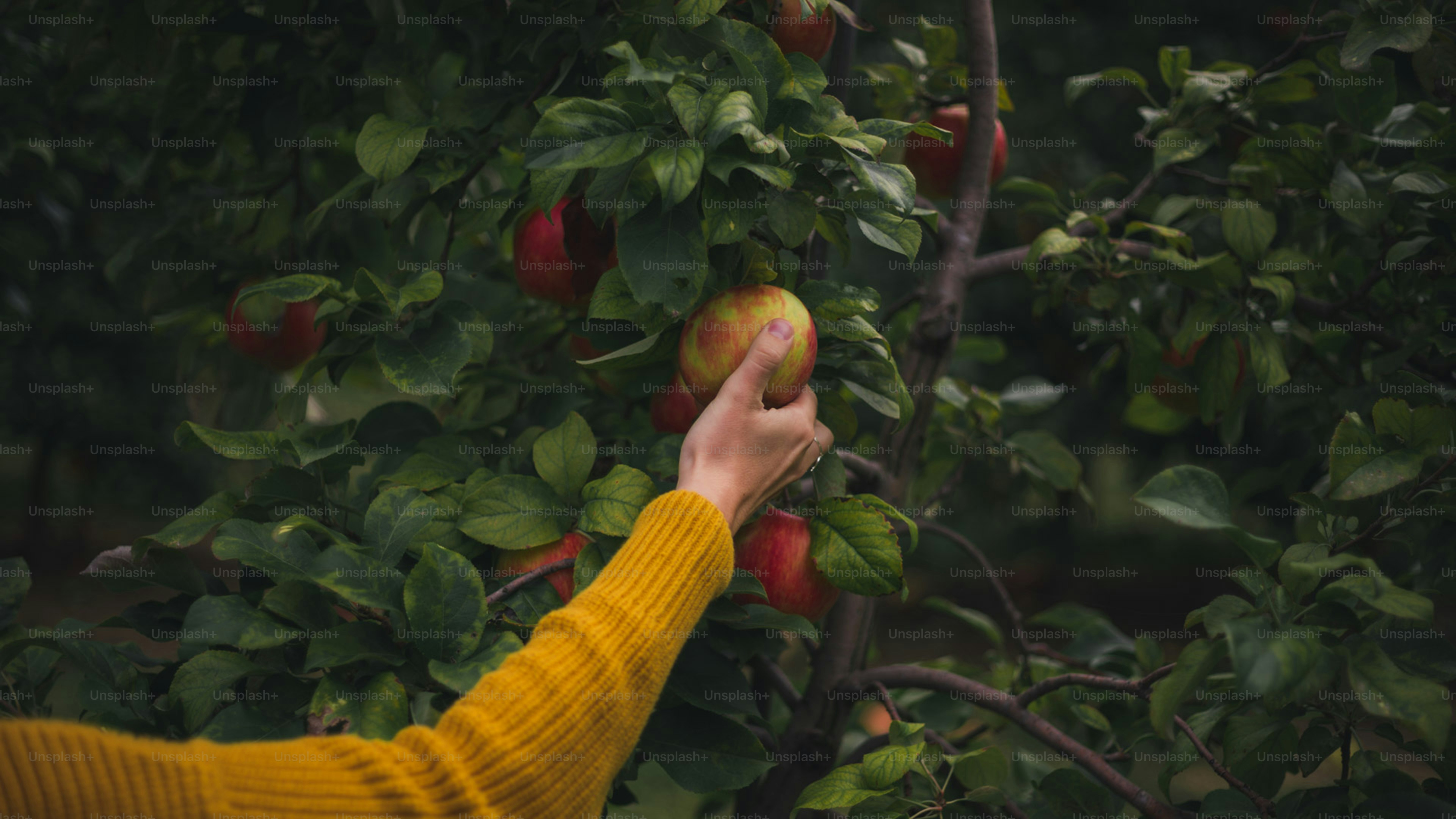 Eine Person, die einen Apfel von einem Baum pflückt Foto – Bild zum Thema  Herbst auf Unsplash, image size:3000x1688