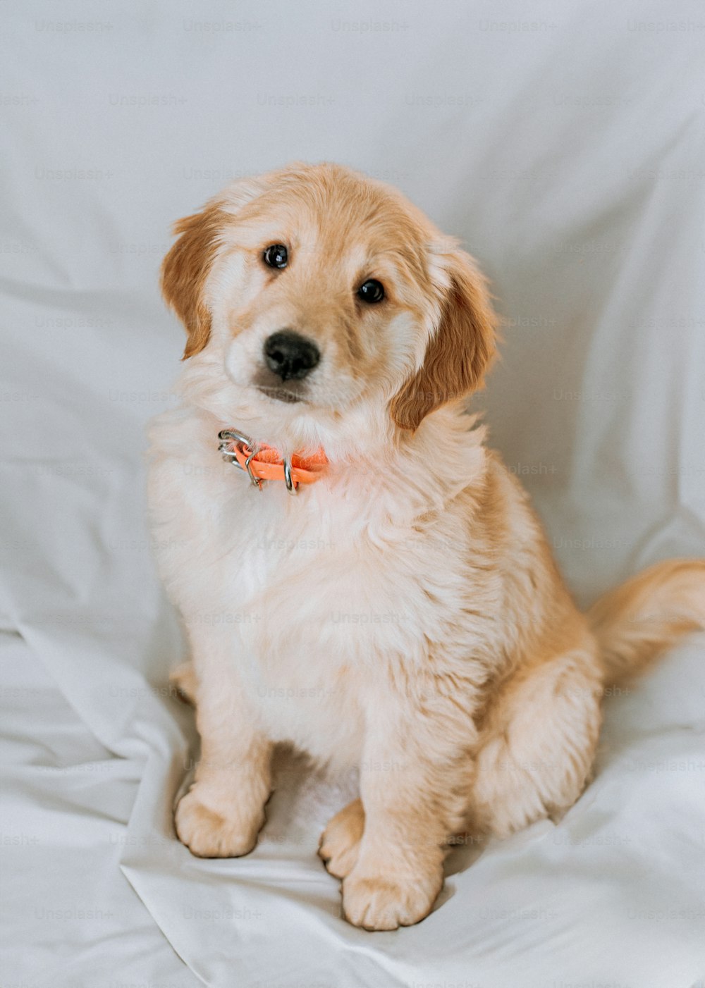 Golden Retriever Sitting In Front Of A White Background Stock Photo -  Download Image Now - iStock