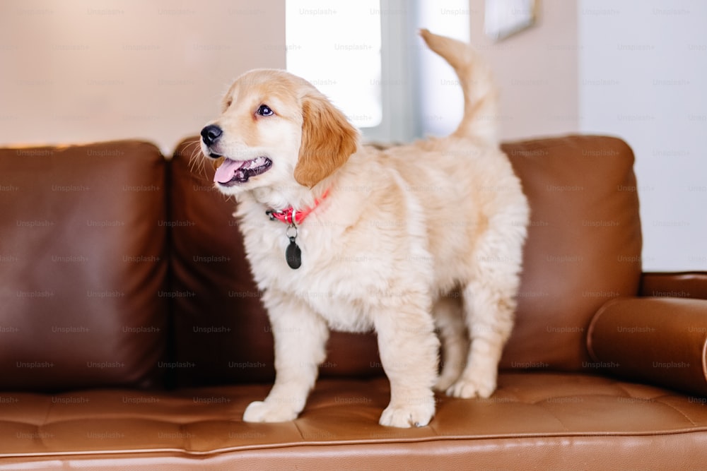 a brown and white dog standing on a brown couch