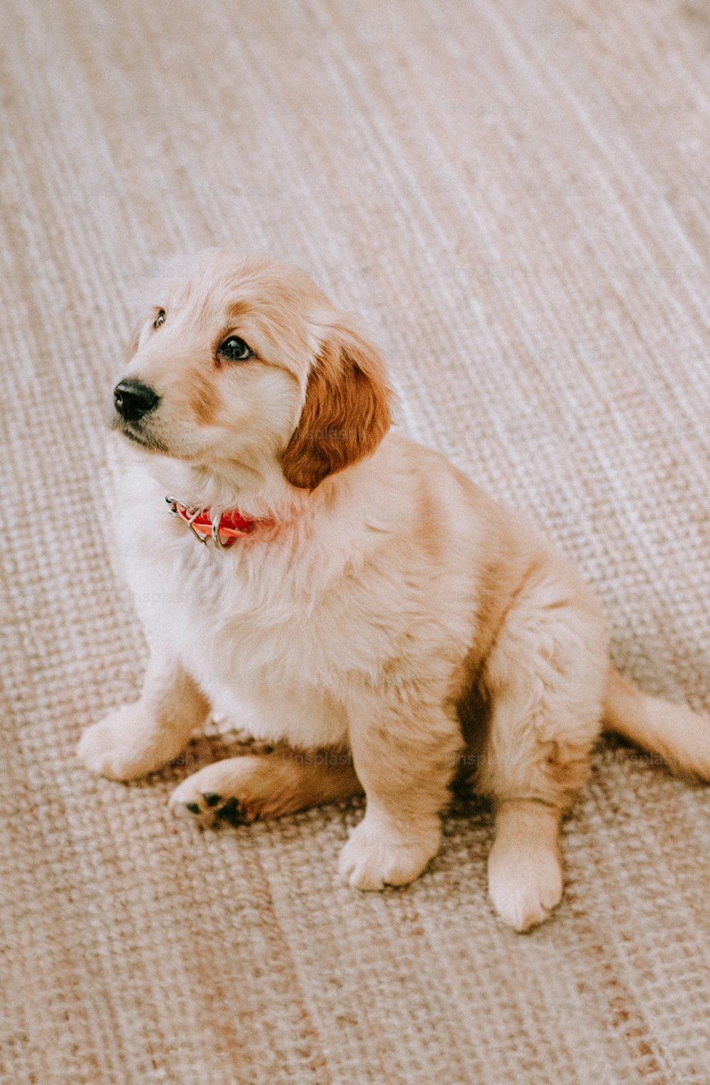 a puppy sitting on the floor with a red collar