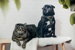 un chat et un chien assis sur une chaise