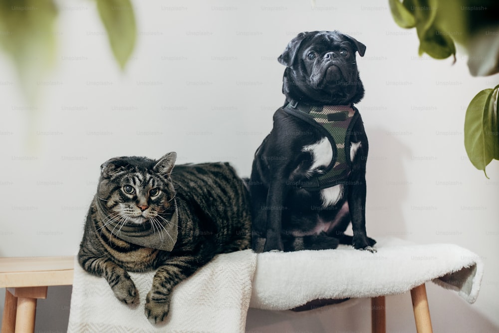 Un gato y un perro sentados en una silla