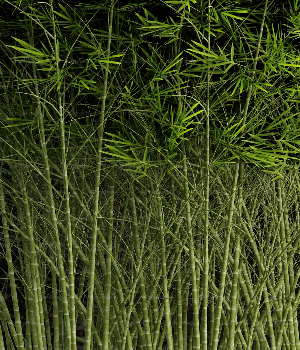 Una hilera de árboles de bambú con hojas verdes