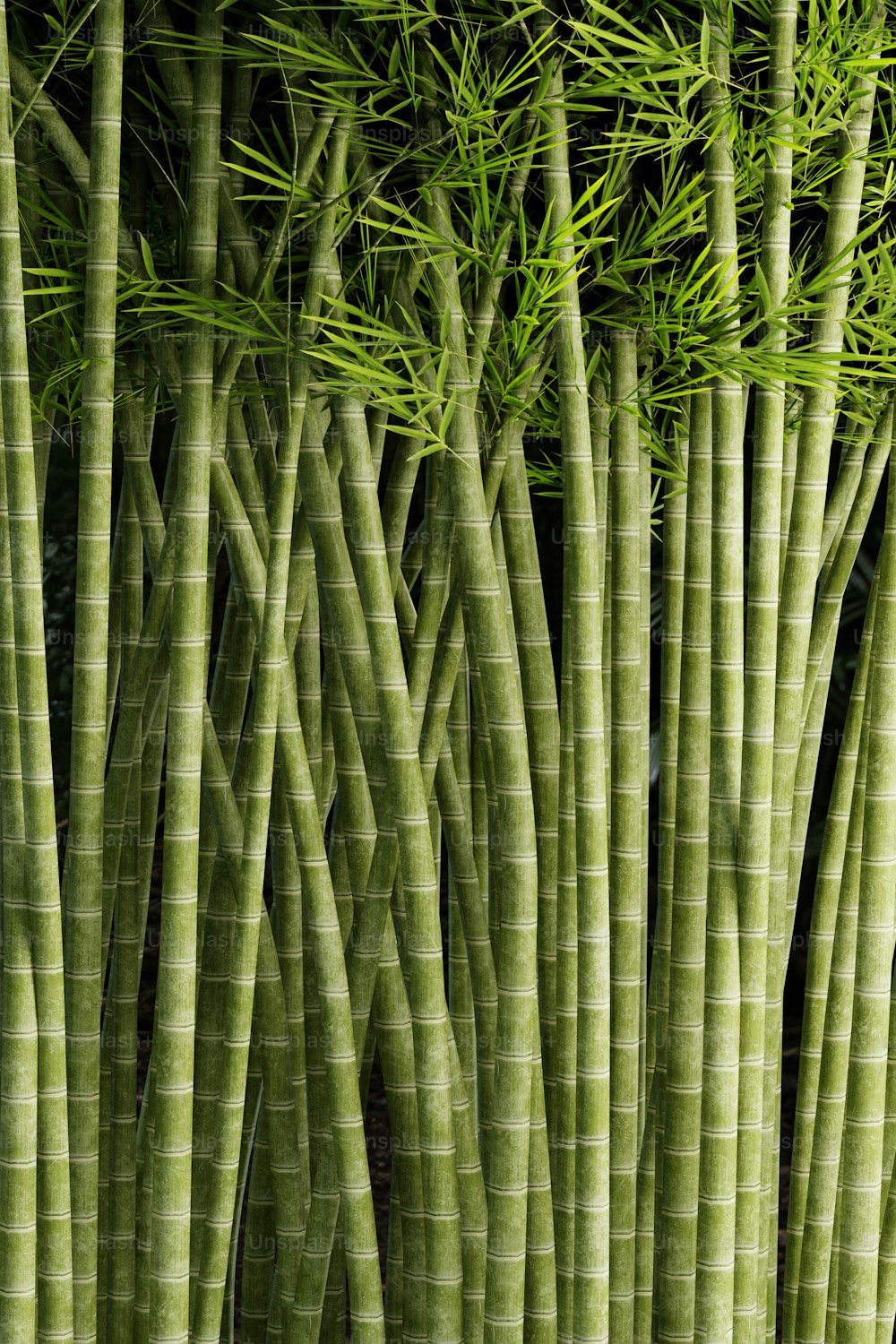 a close up of a bunch of bamboo plants