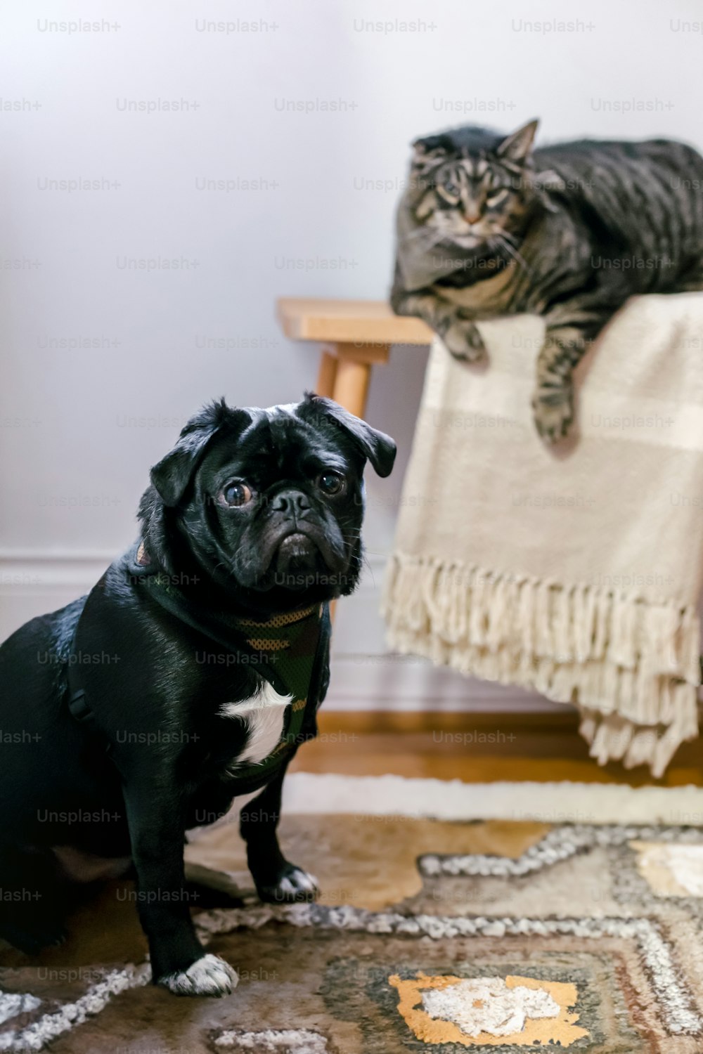 Un perro y un gato sentados en una alfombra