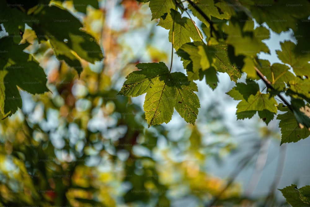 a close up of a leafy tree with a sky background