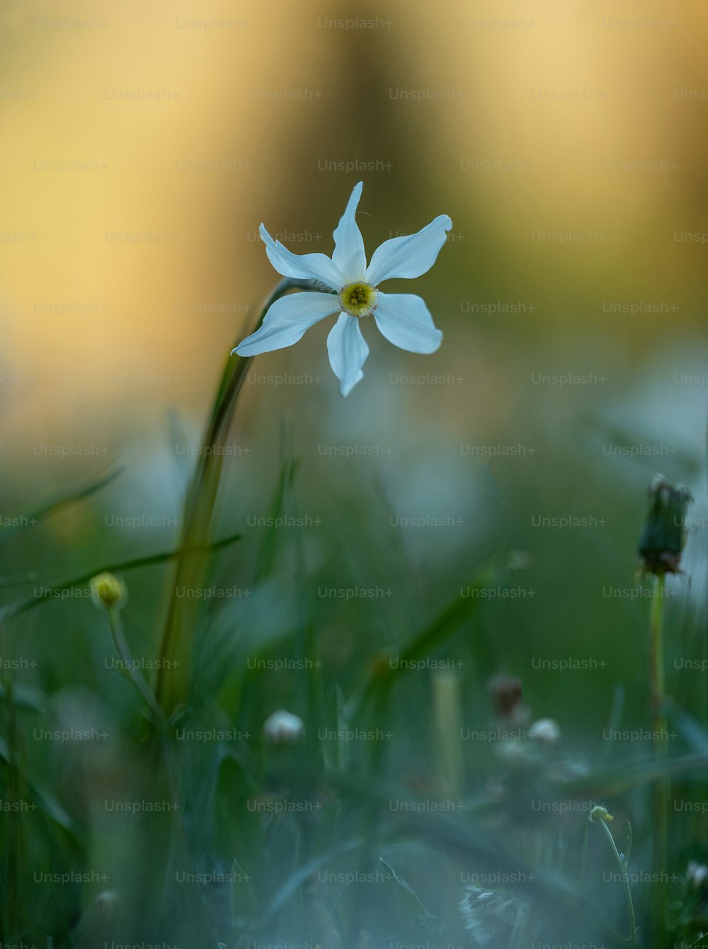 a single white flower is in the grass