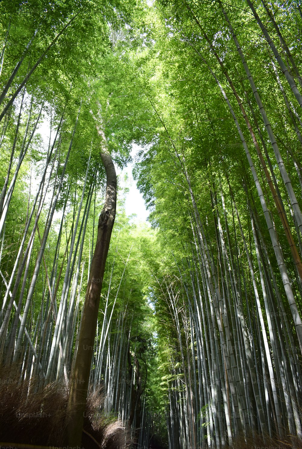 Un sentiero attraverso una foresta di bambù con molti alberi ad alto fusto