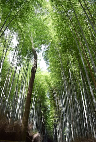 a path through a bamboo forest with lots of tall trees