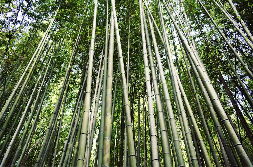 Un árbol de bambú alto con muchas hojas verdes
