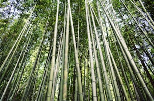 Un alto albero di bambù con molte foglie verdi