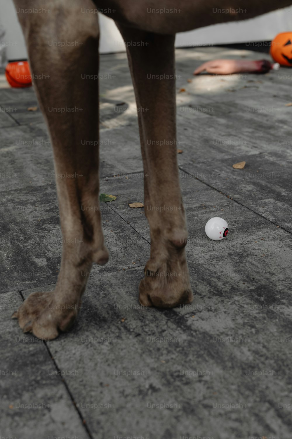 a brown horse standing on top of a cement ground