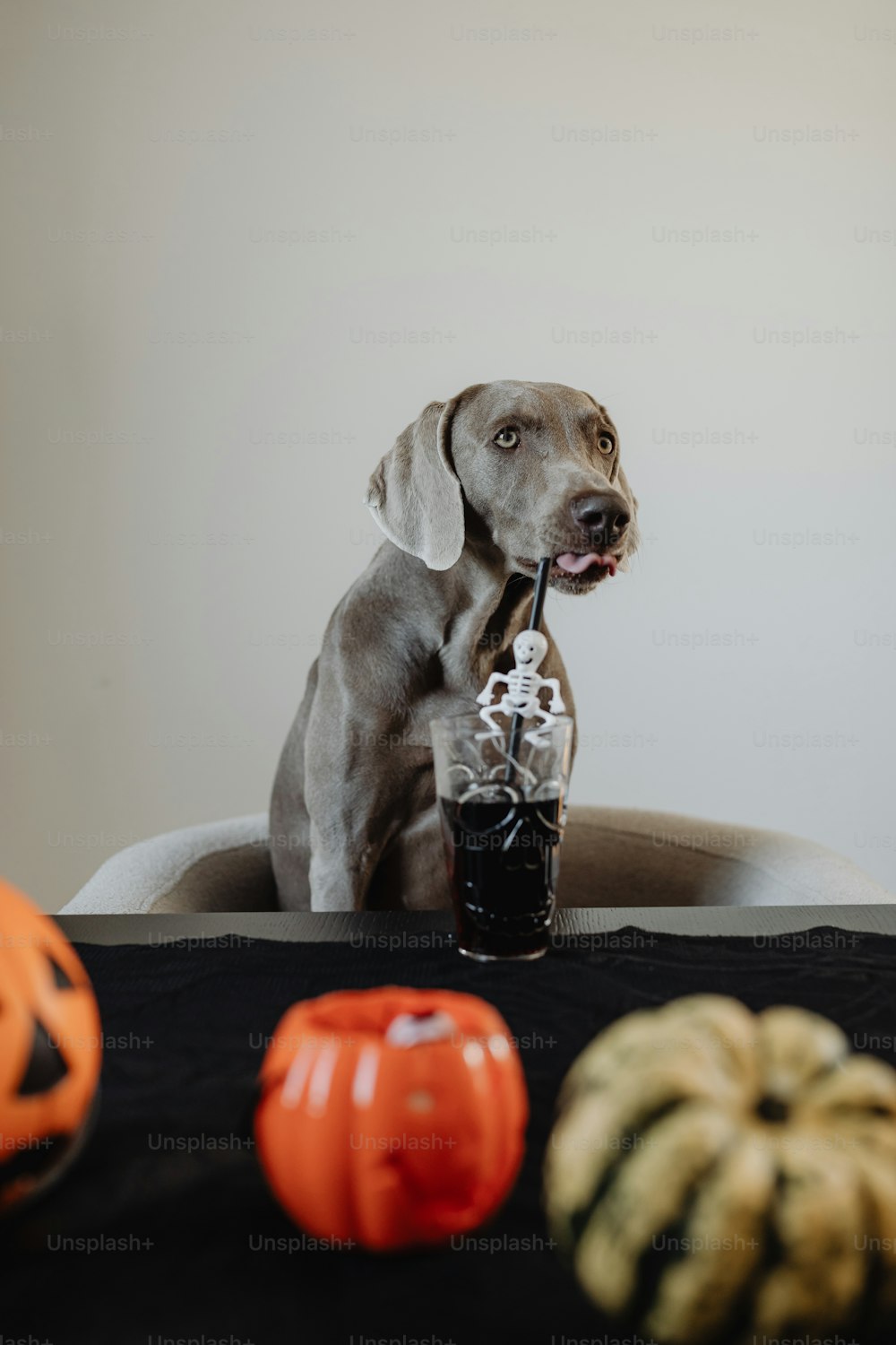 a dog sitting at a table with a drink in it's mouth