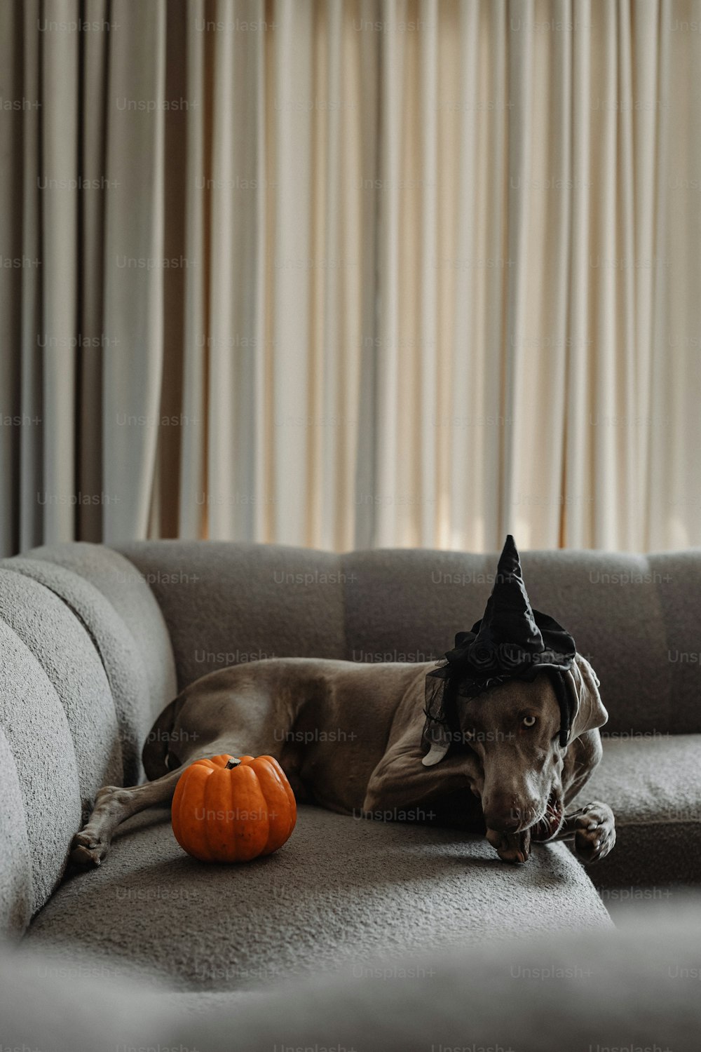 a dog laying on a couch wearing a witches hat