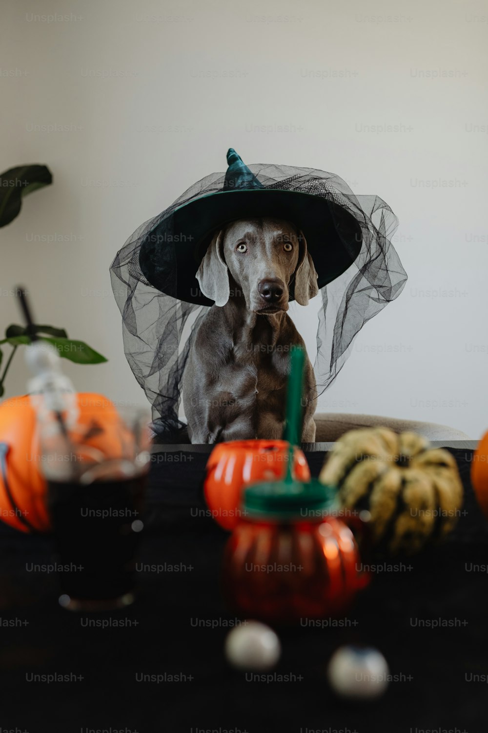 Un perro con sombrero de bruja sentado en una mesa
