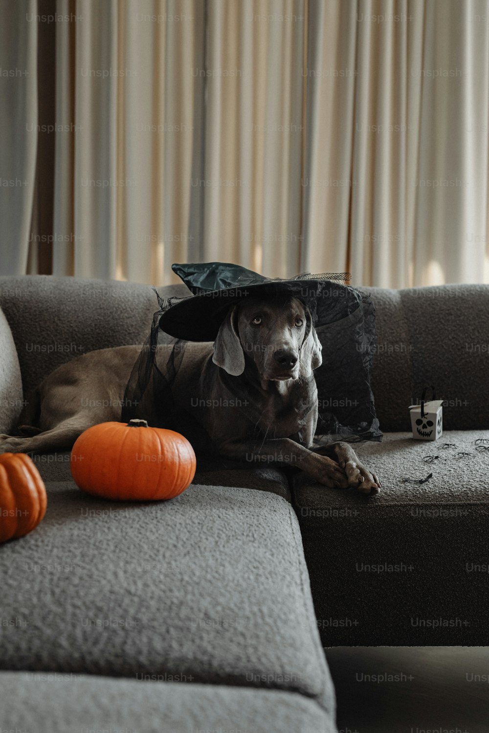 a dog laying on a couch wearing a hat