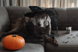 Ein Hund mit Hexenhut sitzt auf einer Couch