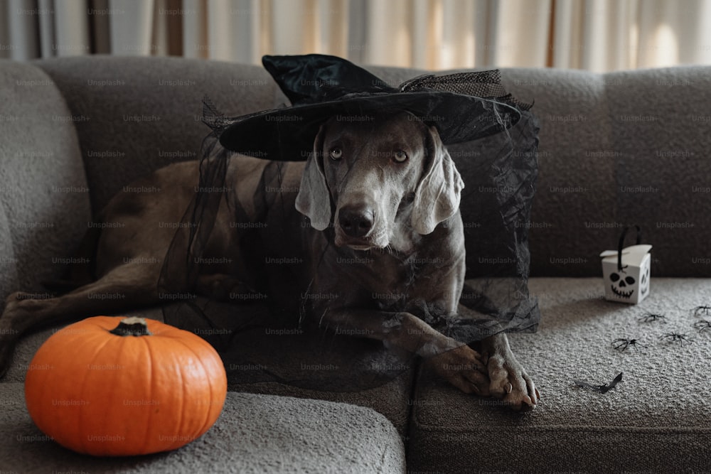 a dog wearing a witches hat sitting on a couch
